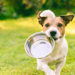 Hungry or thirsty dog fetches metal bowl to get feed or water